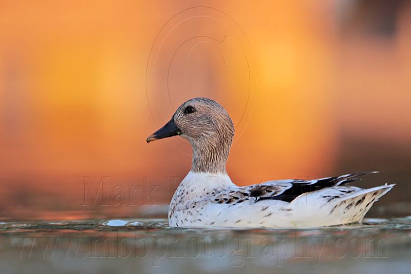 _MG_8276 Silver Call Duck.jpg