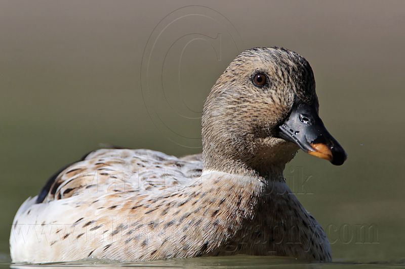 _MG_4732 Silver Call Duck.jpg