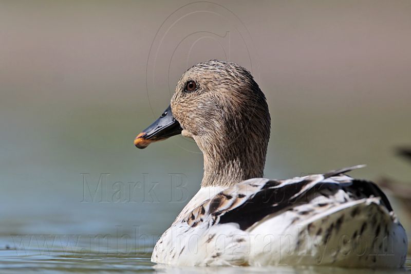 _MG_4769 Silver Call Duck.jpg