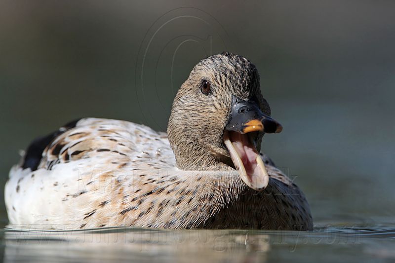 _MG_4926 Silver Call Duck.jpg