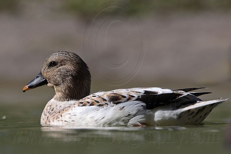_MG_5301 Silver Call Duck.jpg