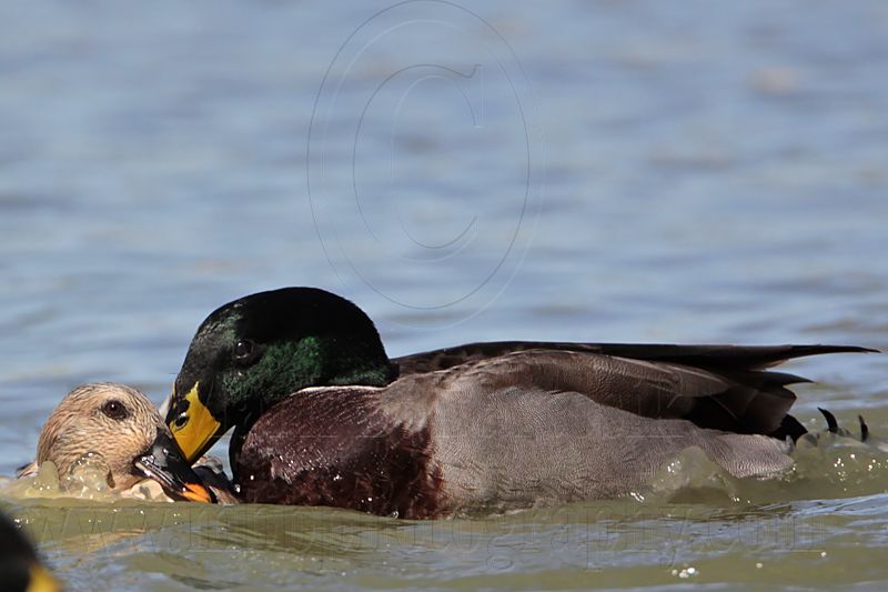 _MG_5621 Silver Call Duck & Mallard.jpg