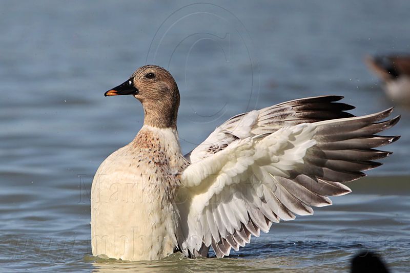 _MG_5672 Silver Call Duck.jpg