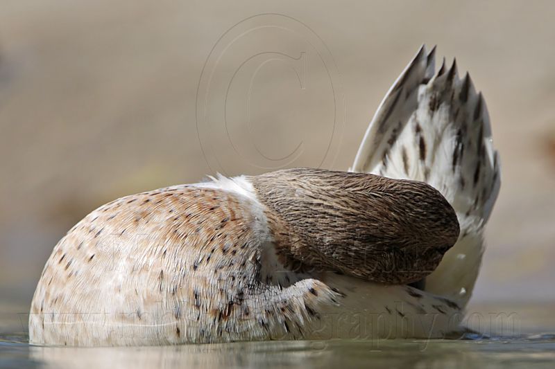 _MG_5798 Silver Call Duck.jpg