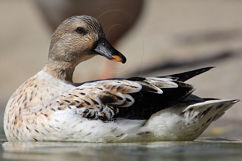 _MG_5944 Silver Call Duck.jpg