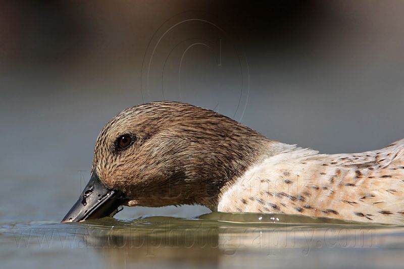 _MG_5949 Silver Call Duck.jpg
