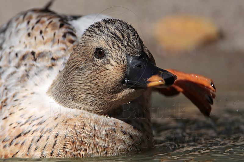 _MG_6272 Silver Call Duck.jpg