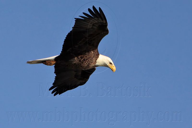 _MG_2518 Bald Eagle.jpg