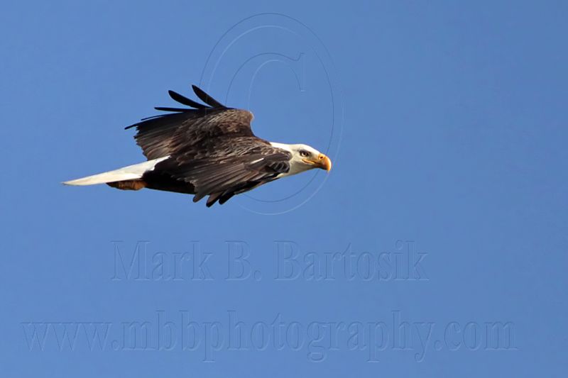 _MG_2525 Bald Eagle.jpg