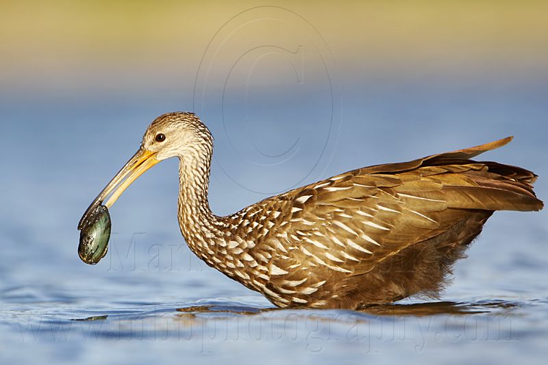 _MG_2719 Limpkin.jpg