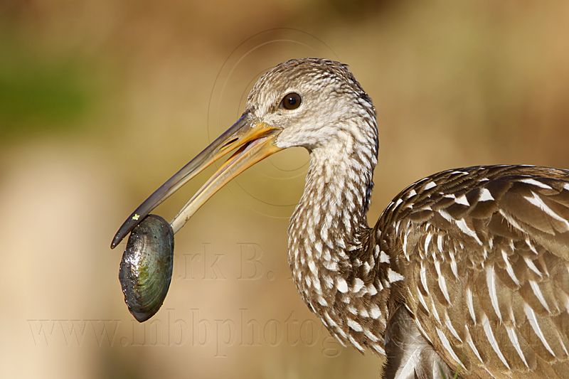 _MG_3076 Limpkin.jpg