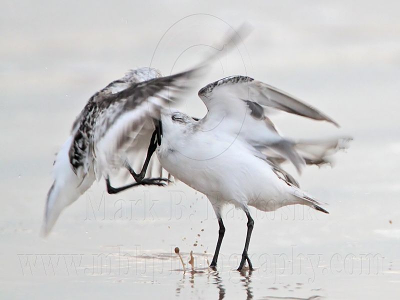 _MG_3680 Sanderling.jpg