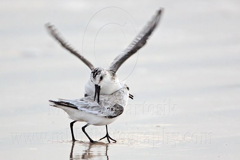 _MG_3687 Sanderling.jpg