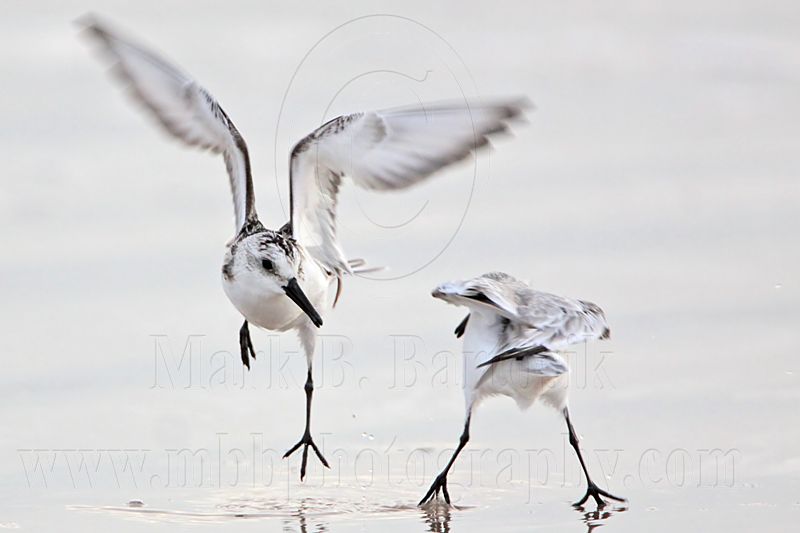_MG_3688 Sanderling.jpg
