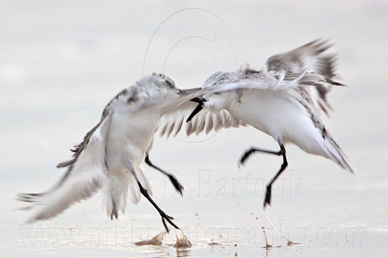 _MG_3690 Sanderling.jpg