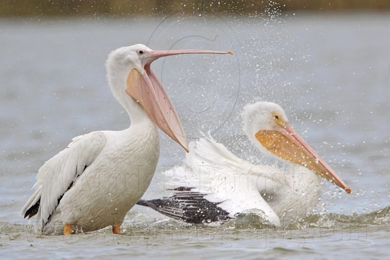 _MG_4621 American White Pelican.jpg