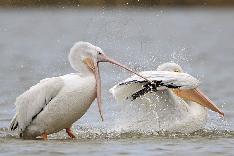 _MG_4624 American White Pelican.jpg