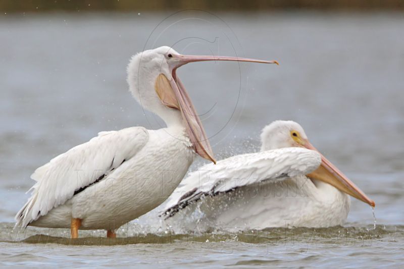 _MG_4627 American White Pelican.jpg