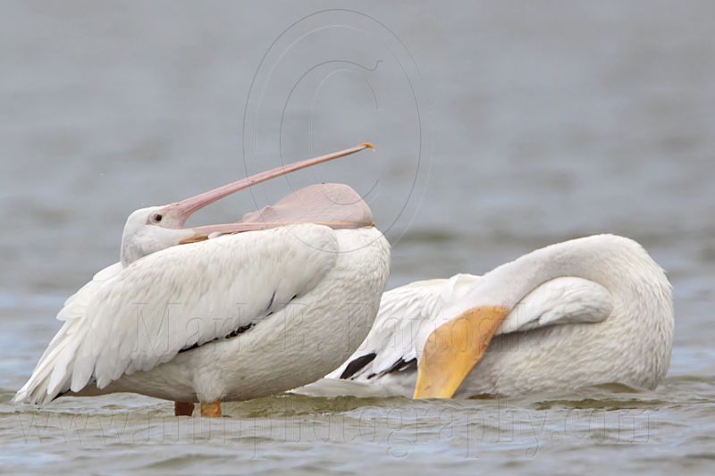 _MG_4633 American White Pelican.jpg