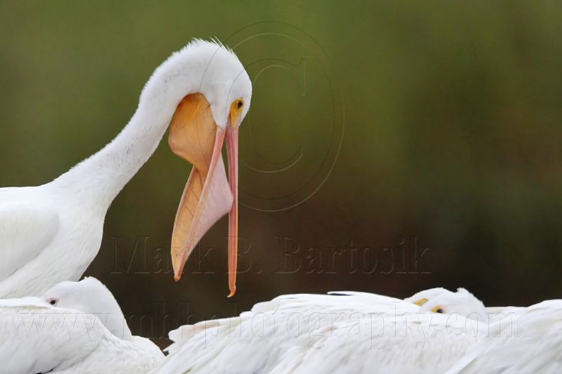 _MG_9298 American White Pelican.jpg