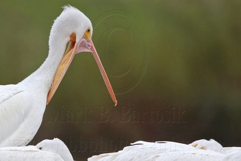 _MG_9311 American White Pelican.jpg