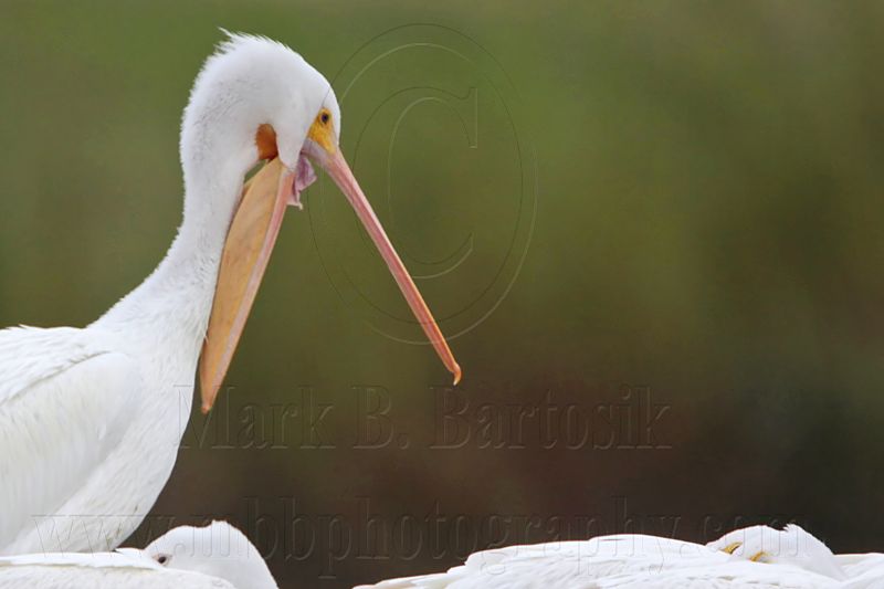 _MG_9312 American White Pelican.jpg