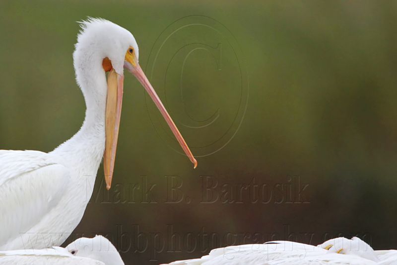 _MG_9313 American White Pelican.jpg