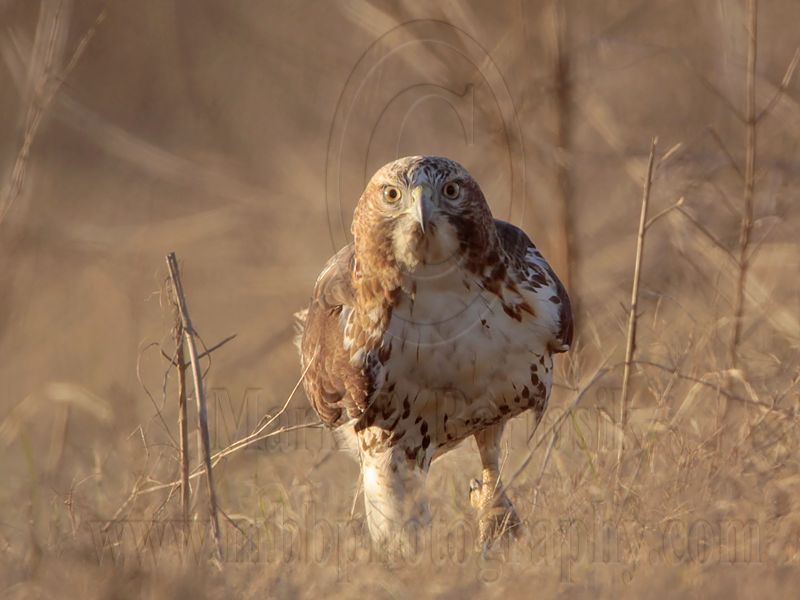 _MG_8021 Red-tailed Hawk.jpg