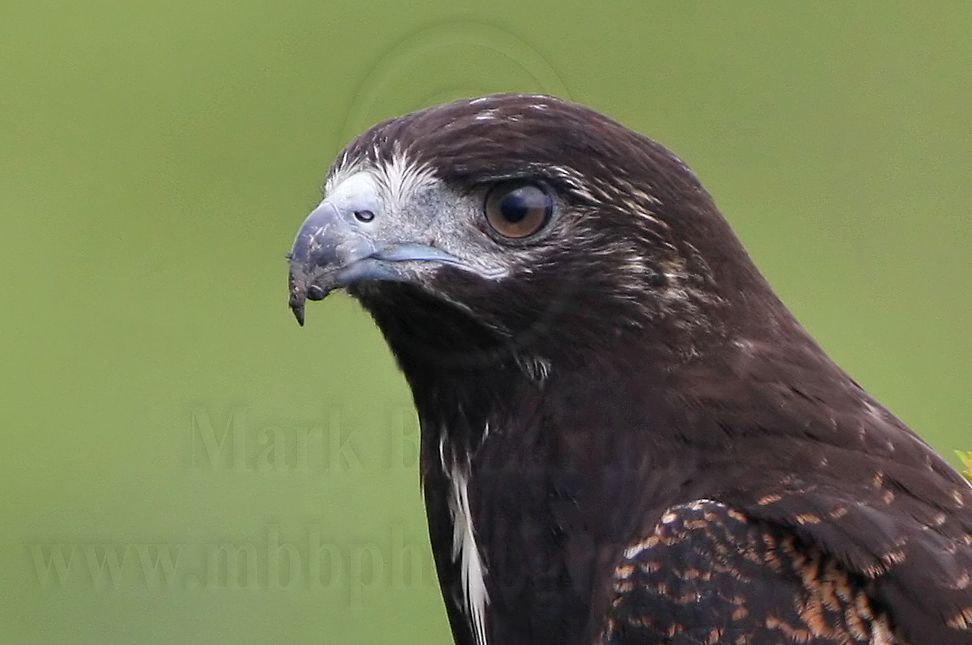 _MG_9154crop White-tailed Hawk.jpg