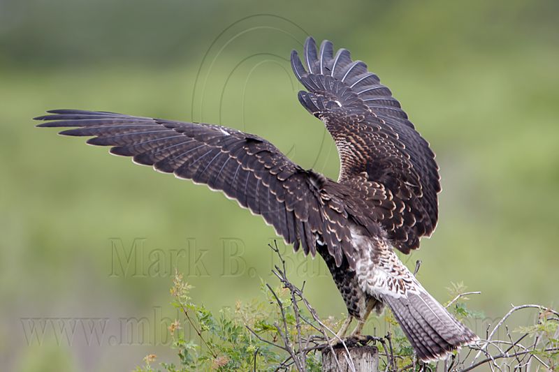 _MG_9171 White-tailed Hawk.jpg