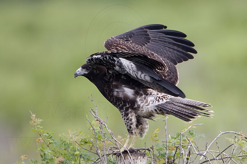 _MG_9175 White-tailed Hawk.jpg