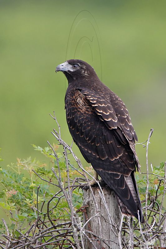 _MG_9192 White-tailed Hawk.jpg