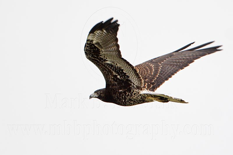 _MG_9216 White-tailed Hawk.jpg