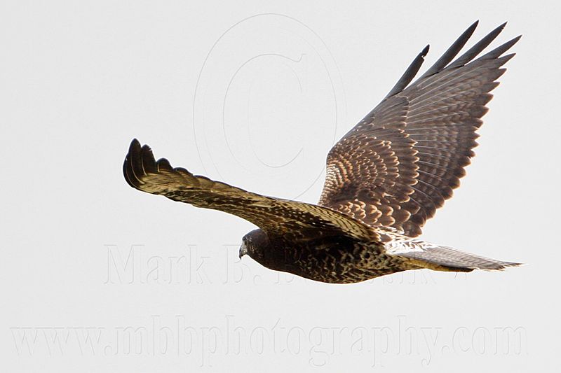 _MG_9221 White-tailed Hawk.jpg