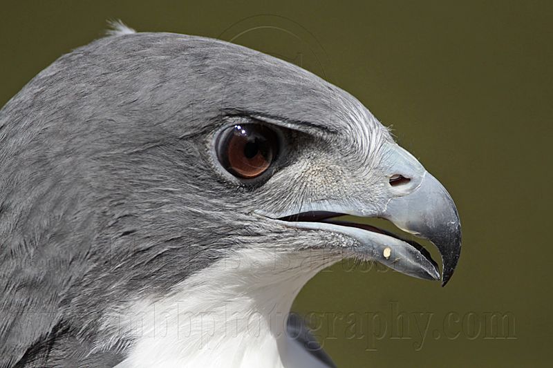 _MG_9013 White-tailed Hawk.jpg