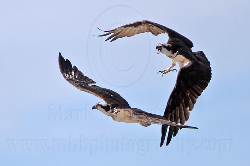 _MG_1617 Osprey.jpg