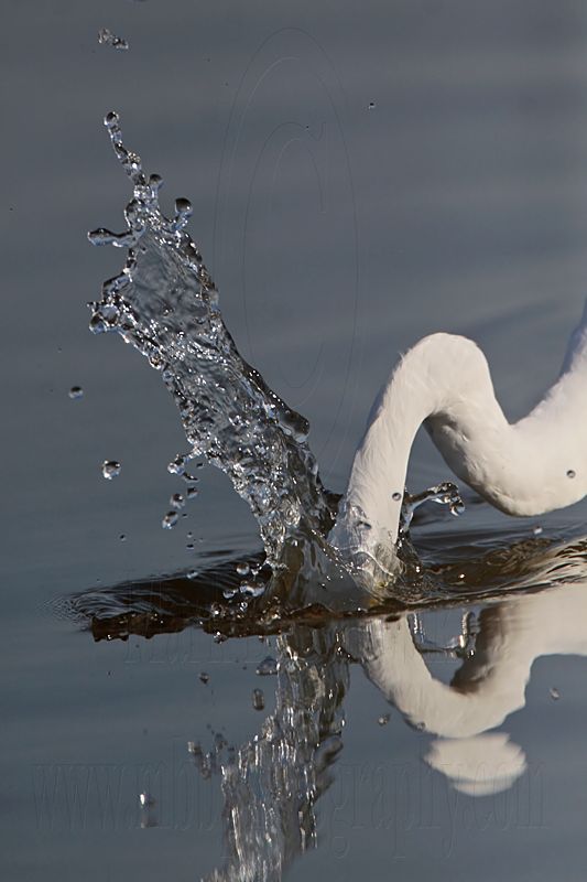 _MG_5577 Great Egret.jpg
