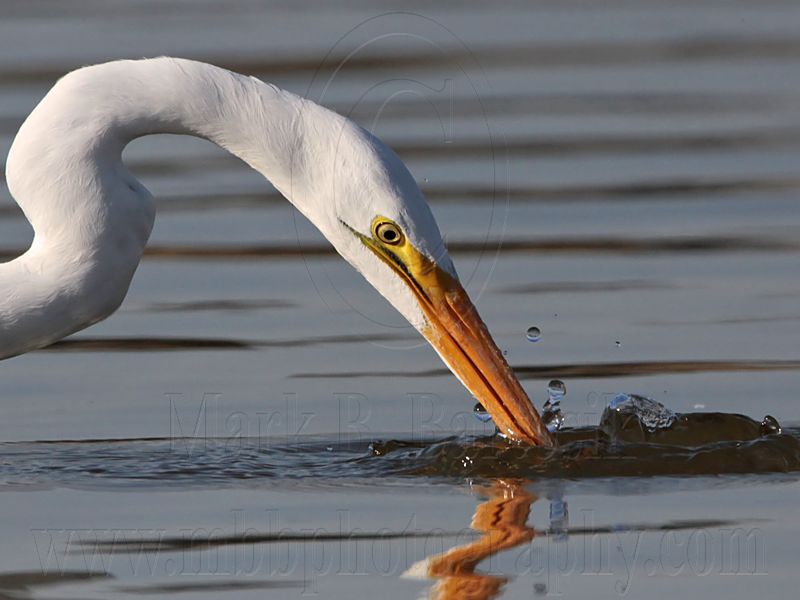 _MG_5772 Great Egret.jpg