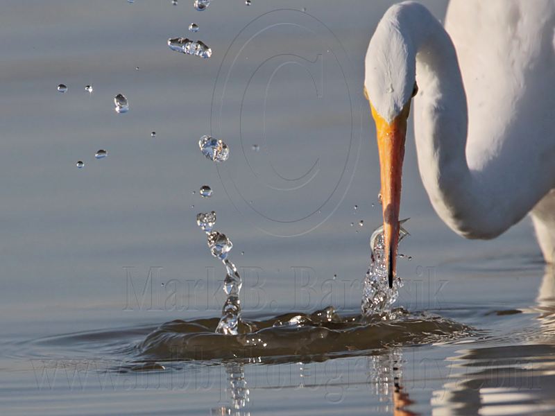 _MG_5790 Great Egret.jpg