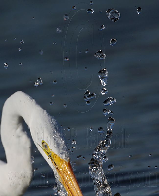 _MG_5947 Great Egret.jpg