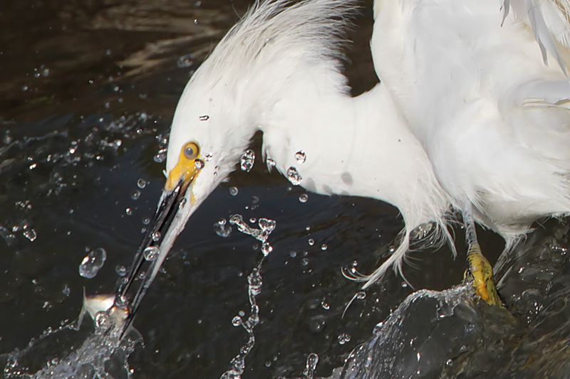 _MG_9679 Snowy Egret.jpg