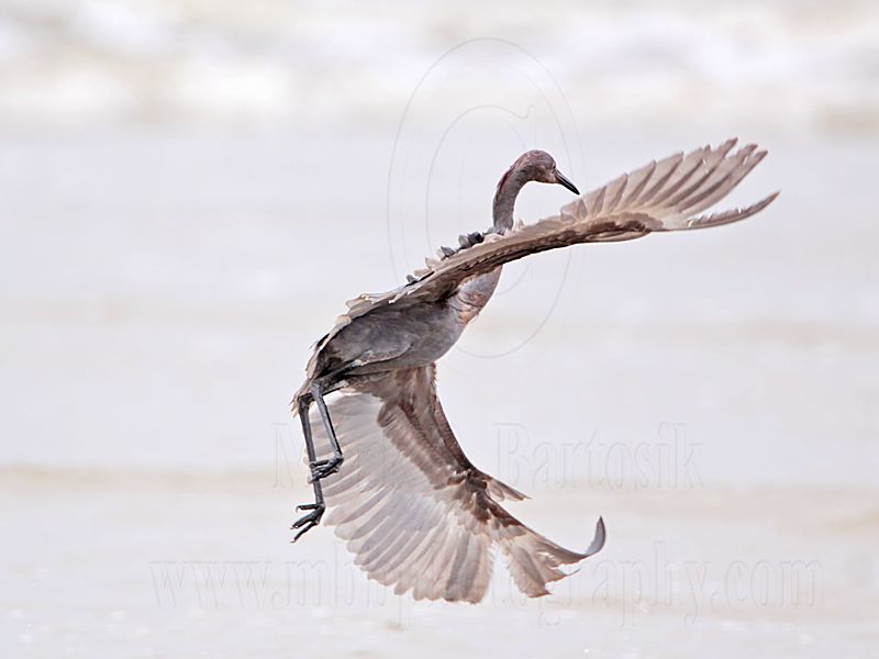 _MG_1213 Reddish Egret.jpg