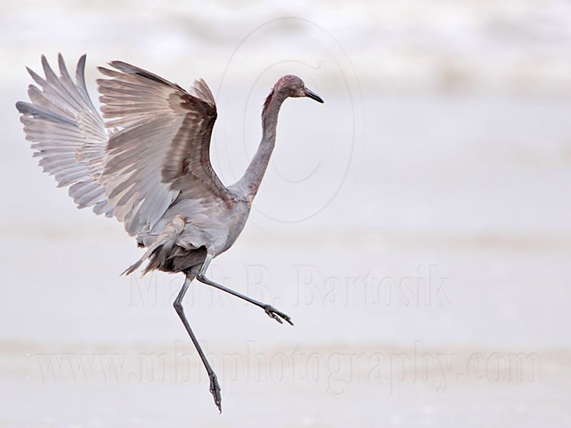 _MG_1214 Reddish Egret.jpg