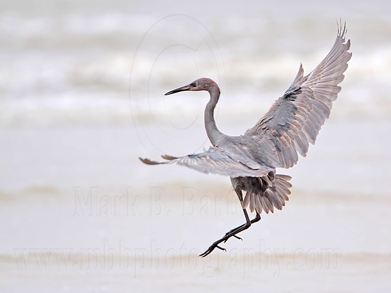 _MG_1219 Reddish Egret.jpg