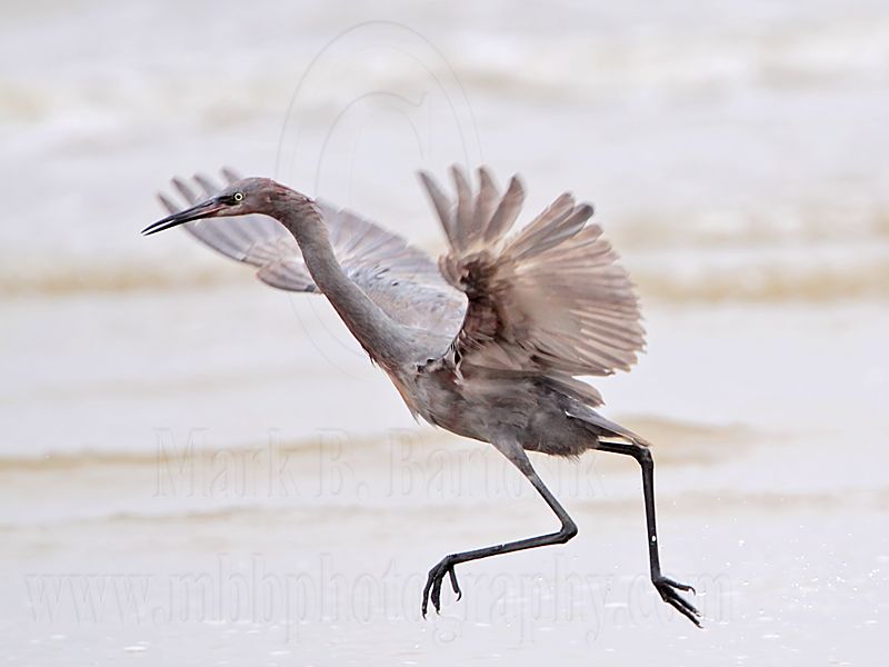 _MG_1228 Reddish Egret.jpg
