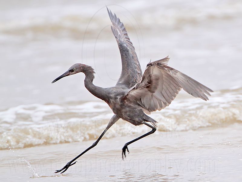 _MG_1248 Reddish Egret.jpg