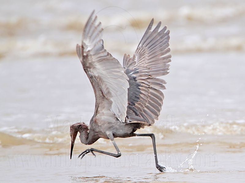 _MG_1404 Reddish Egret.jpg