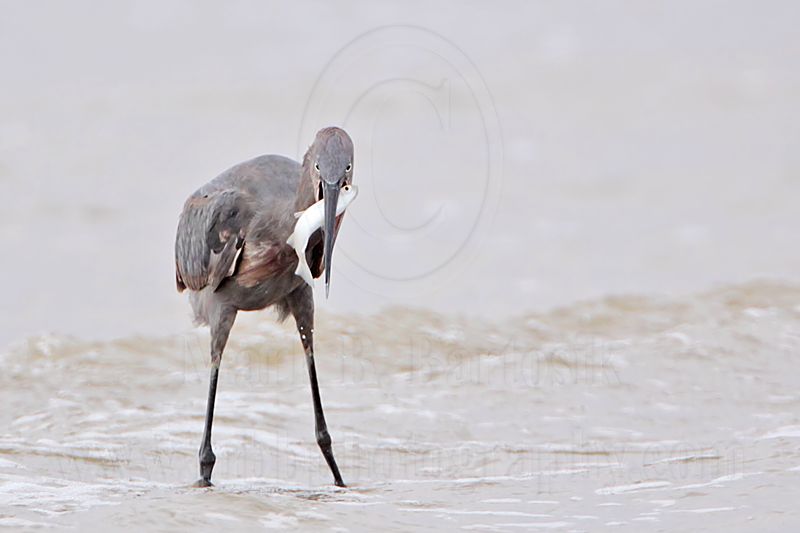 _MG_1501 Reddish Egret.jpg