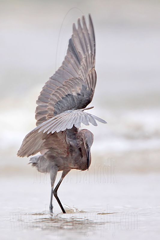 _MG_1585 Reddish Egret.jpg