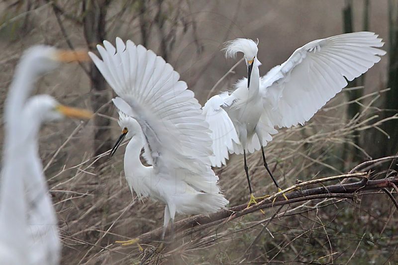 _MG_0711 Snowy Egret.jpg